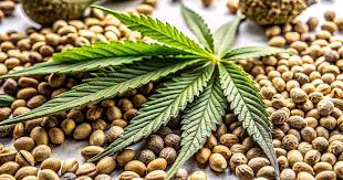 Cannabis Seeds South Carolina A Complete Guide Cannabis Seeds South Carolina A Complete Guide
